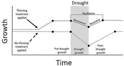 Tree-Ring Evidence of Forest Management Moderating Drought Responses: Implications for Dry, Coniferous Forests in the Southwestern United States